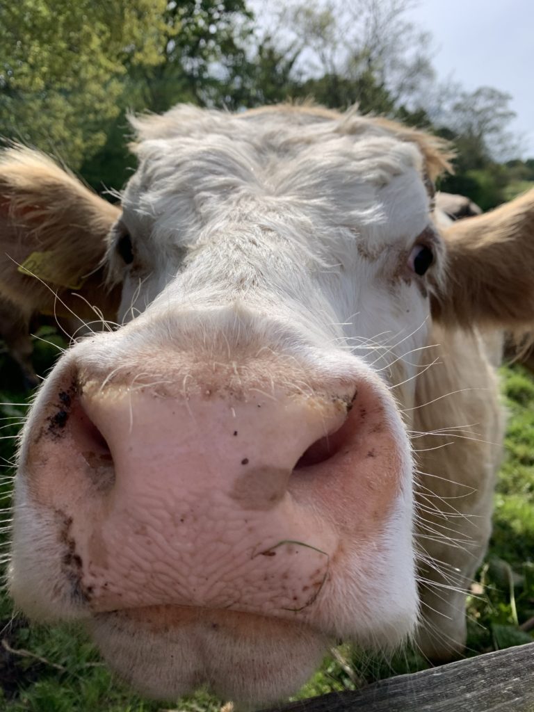 Cow Face Close