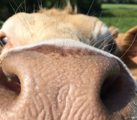 Cow face
