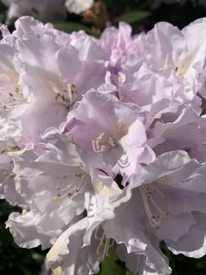 Pale Pink Rhododendron