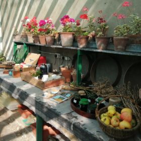 From picking to potting in the greenhouse