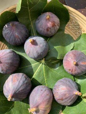 Figs on fig leaves in the sun
