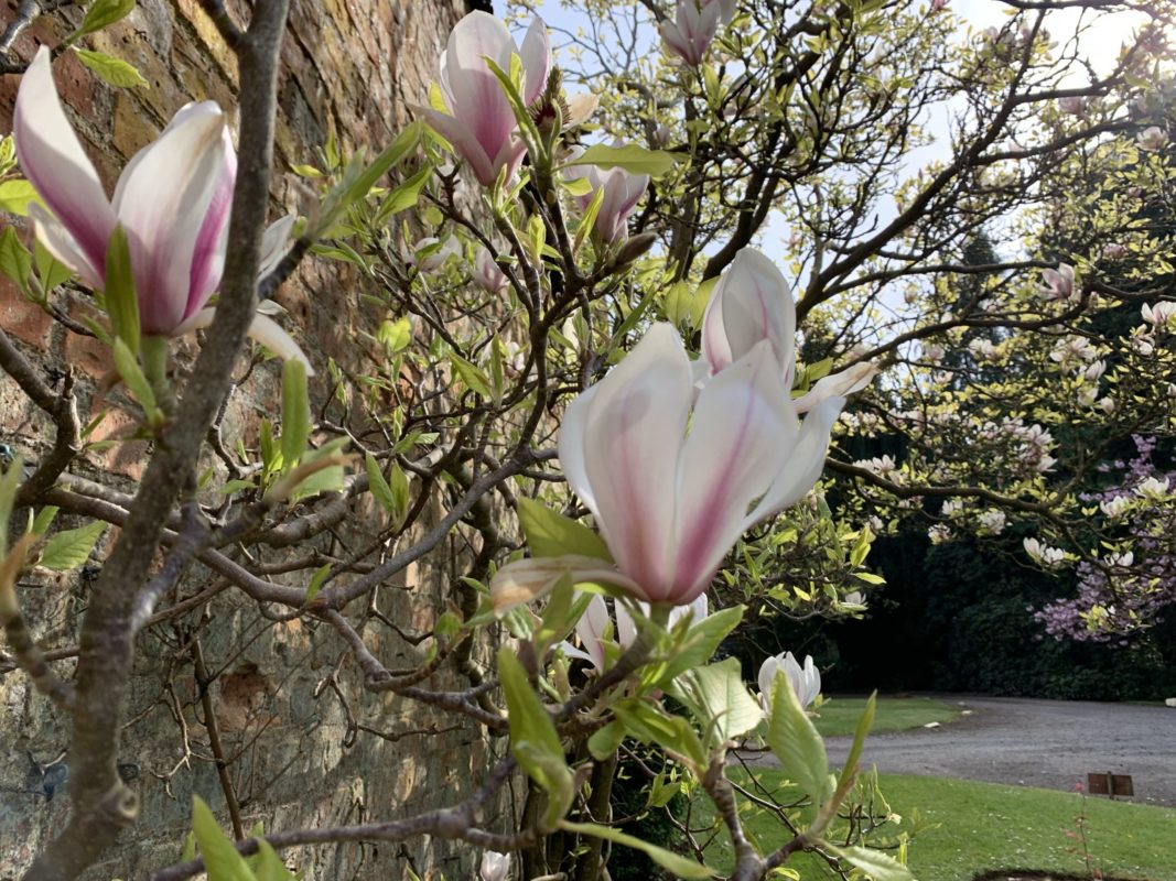 Magnolias in bloom at Hidden Huntley