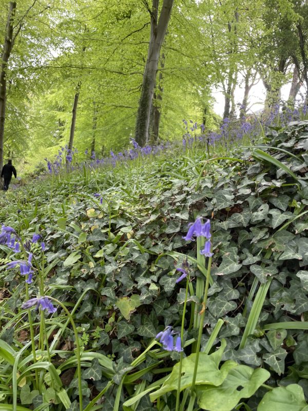 A forest of bluebells