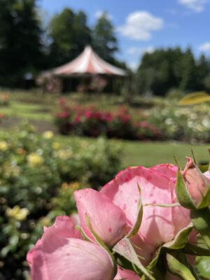 Pink rose buds against a background of blooming roses, green grass and red & white gazebo awning
